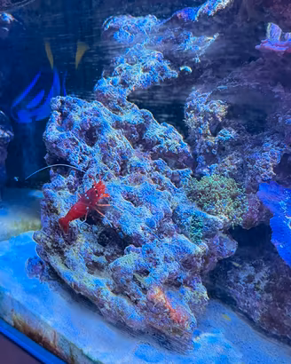 Acquario marino