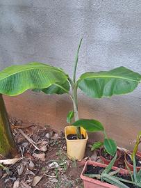 Banano . pianta in vaso varie altezze