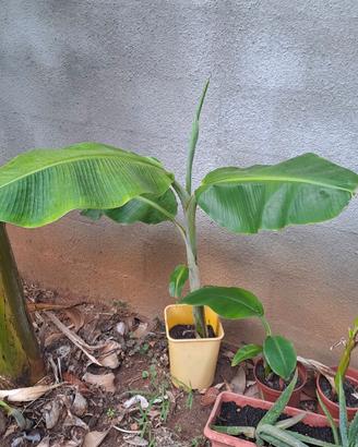 Banano . pianta in vaso varie altezze