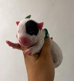 Bull terrier miniature