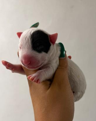 Bull terrier miniature