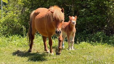 Pony Shetland Femmina