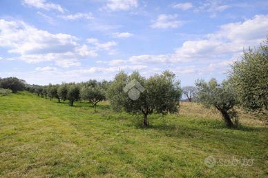 TER. AGRICOLO A SANT'OMERO