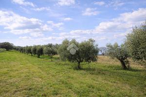 TER. AGRICOLO A SANT'OMERO