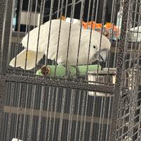 Cacatua Alba maschio 2anni