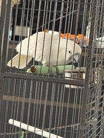 Cacatua Alba maschio 2anni