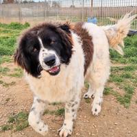 Margot merita una meravigliosa adozione