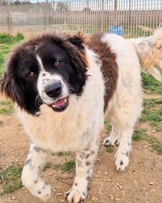 Margot merita una meravigliosa adozione