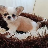 Cuccioli chihuahua con pedigree pelo lungo e cor
