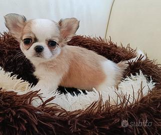 Cuccioli chihuahua con pedigree pelo lungo e cor