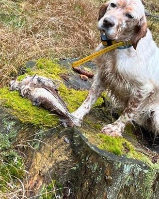 Setter inglese