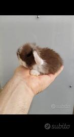 Coniglio nano ariete mini lop