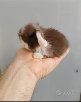 Coniglio nano ariete mini lop