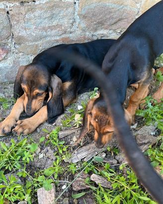 Cuccioli di razza Segugio