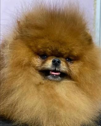 Spitz ACCOPPIAMENTO monta ESPERTO stallone PEDIGRE