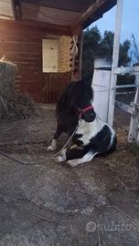 Pony
