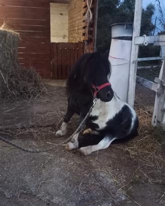 Pony