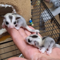 Petauri dello zucchero