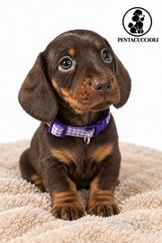 Cucciola di Bassotto Nano colore Choco "Luna"