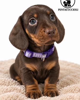 Cucciola di Bassotto Nano colore Choco "Luna"
