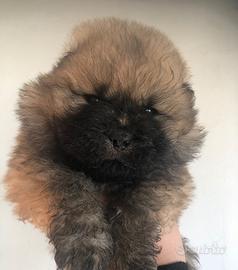Chow Chow
