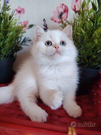 Gattina scottish bianco