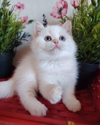 Gattina scottish bianco