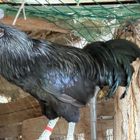 Gallo Ayam Cemani