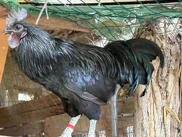 Gallo Ayam Cemani