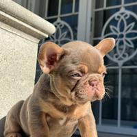 Cucciola bulldog francese