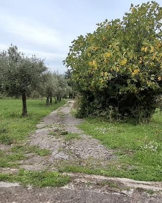 Ampio terreno con fabbricato TERC/18