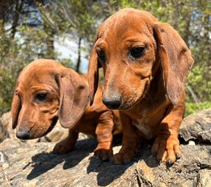 Cuccioli di bassotto