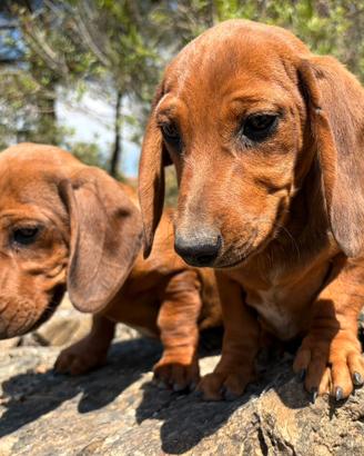 Cuccioli di bassotto