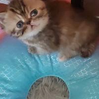 Gattina Persiana Esotica