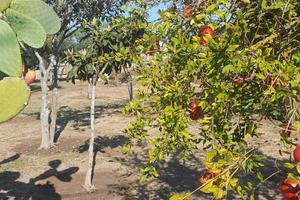 ORISTANO .accogliente casa vacanza ampio giardino