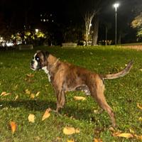 Boxer maschio per monta - con pedigree