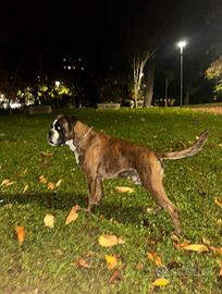Boxer maschio per monta - con pedigree