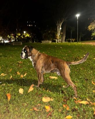 Boxer maschio per monta - con pedigree