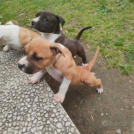 Cucciola di amstaff