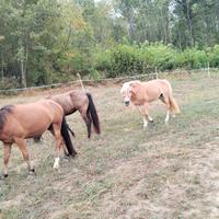 Cavallo