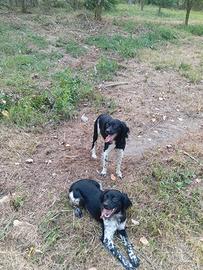 Breton maschi 10 mesi