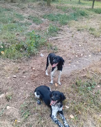 Breton maschi 10 mesi