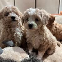 Cuccioli di maltipoo
