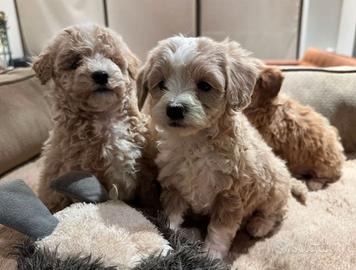 Cuccioli di maltipoo
