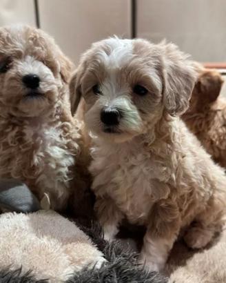 Cuccioli di maltipoo