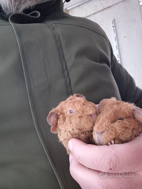 Cavie di alta selezione