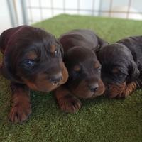 Cuccioli setter Gordon