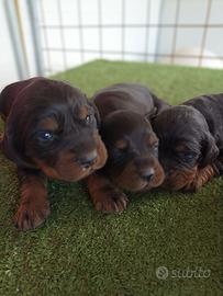 Cuccioli setter Gordon