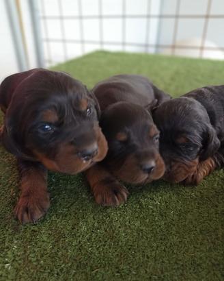 Cuccioli setter Gordon