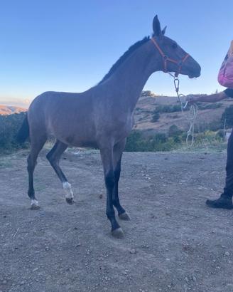 Cavallo